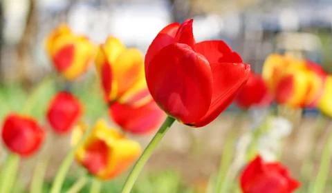 Red Tulips Stock Photos