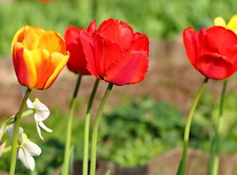 Red Tulips Stock Photos