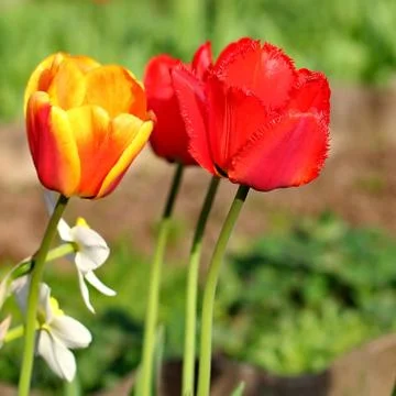 Red Tulips Stock Photos
