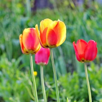 Red Tulips Stock Photos