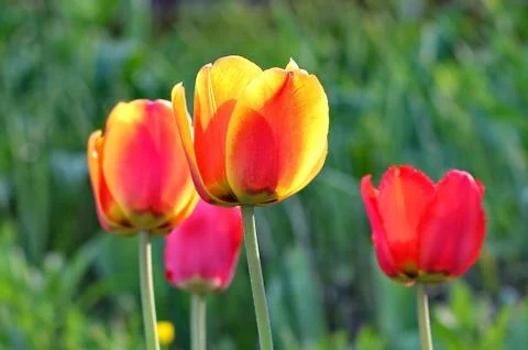 Red Tulips Stock Photos