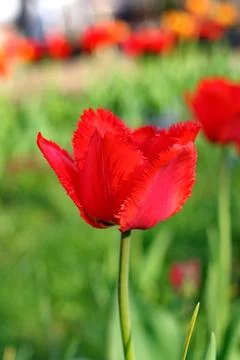 Red Tulips Stock Photos