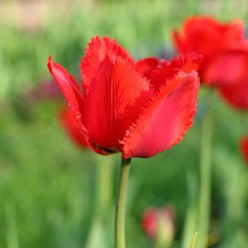 Red Tulips Stock Photos