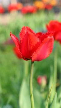 Red Tulips Stock Photos