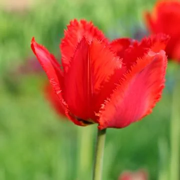Red Tulips Stock Photos