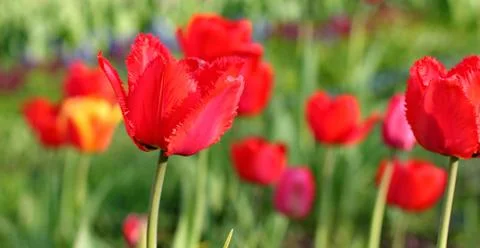 Red Tulips Stock Photos