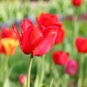 Red Tulips Stock Photos