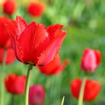 Red Tulips Foto stock