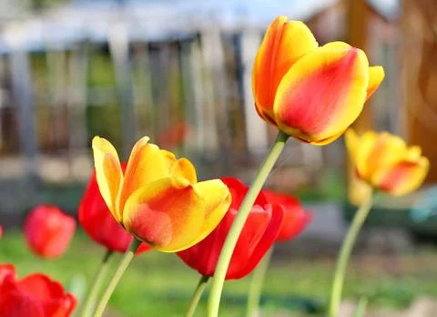 Red Tulips Stock Photos