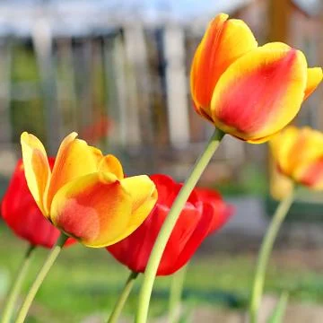 Red Tulips Stock Photos