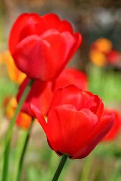 Red Tulips Stock Photos