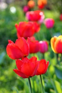 Red Tulips Stock Photos