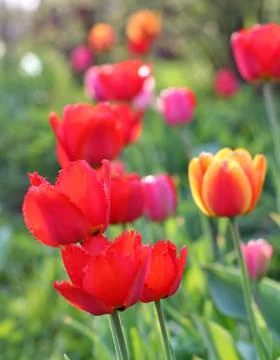 Red Tulips Stock Photos