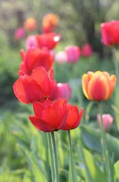 Red Tulips Stock Photos