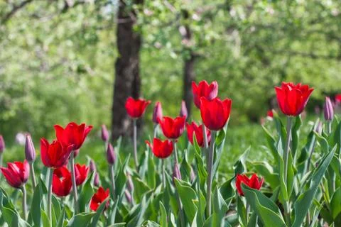 Red tulips Foto stock