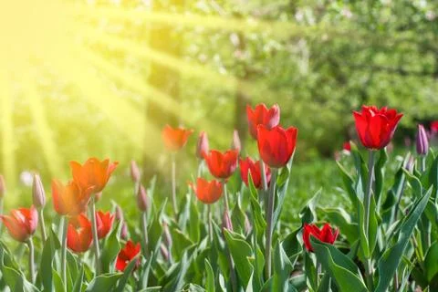 Red tulips Stock Photos