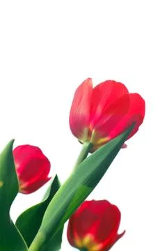 Red tulips Stock Photos