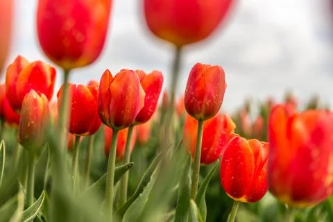Red tulips Stock Photos