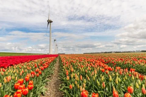 Red tulips Stock Photos