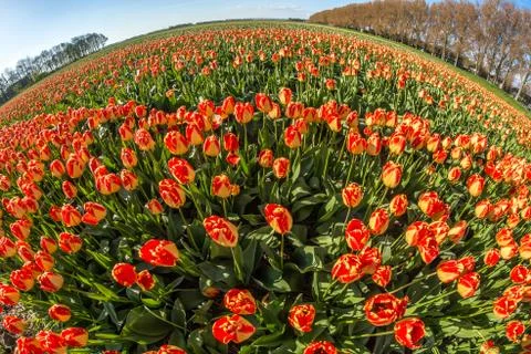 Red tulips Stock Photos