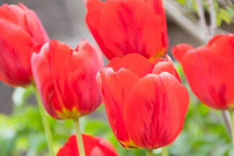 Red Tulips Foto stock