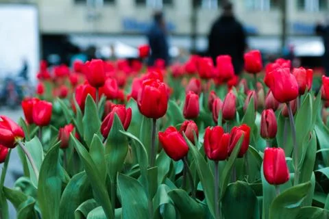 Red Tulips Foto stock