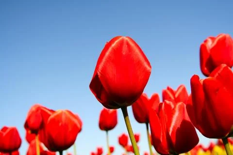 Red tulips Stock Photos