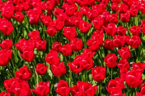 Red tulips Stock Photos