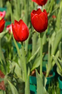 Red Tulips Stock Photos