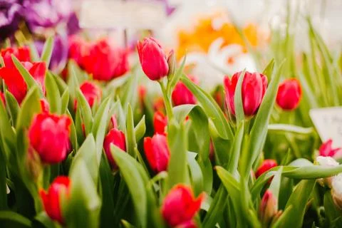 Red tulips Stock Photos