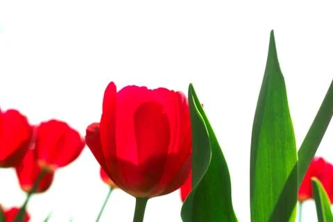 Red tulips 스톡 사진
