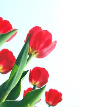 Red tulips Stock Photos