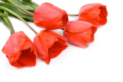 Red tulips Stock Photos