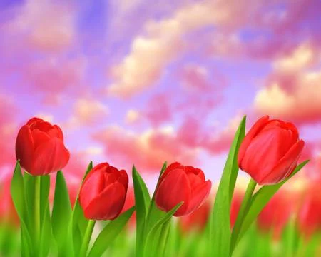 Red tulips Stock Photos