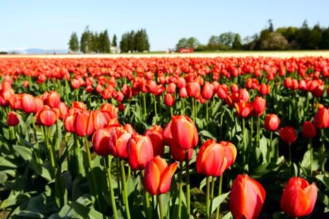 Red tulips Stock Photos