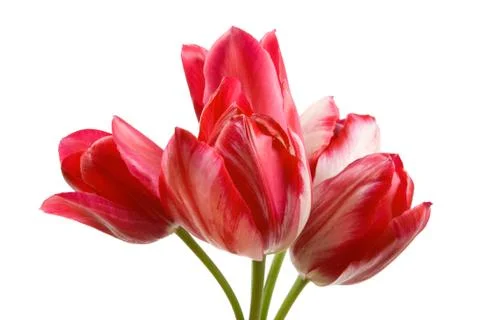 Red tulips Stock Photos