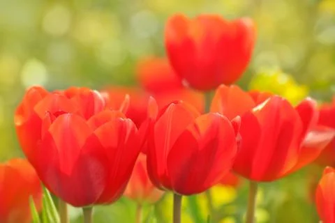 Red tulips Stock Photos