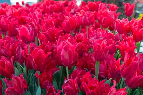 Red tulips Stock Photos