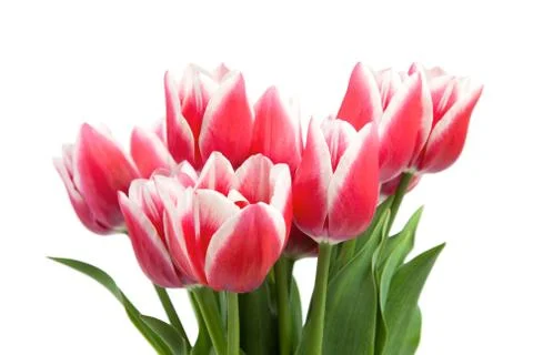 Red tulips Stock Photos