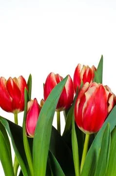 Red Tulips Foto stock