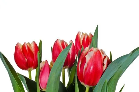 Red Tulips Stock Photos