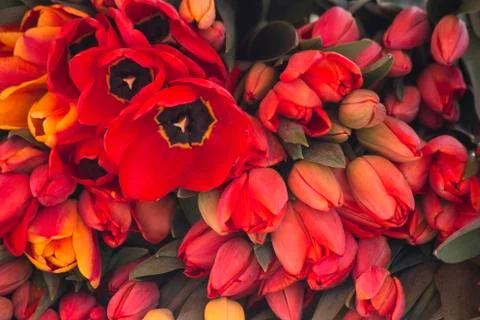 Red tulips Фото