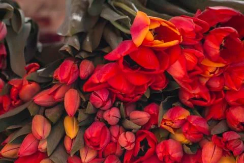 Red tulips Stock Photos