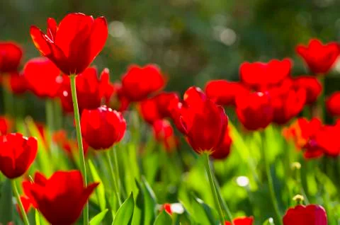 Red Tulips Stock Photos