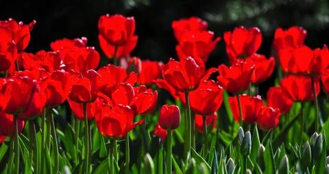 Red tulips Stock Photos