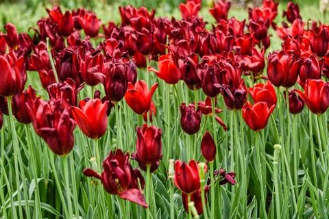 Red tulips Stock Photos