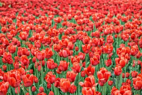 Red tulips Stock Photos