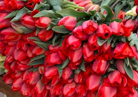 Red tulips Фото