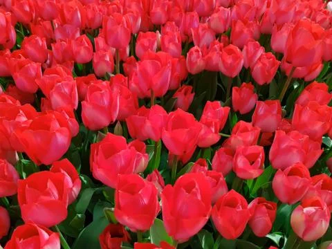 Red Tulips Stock Photos