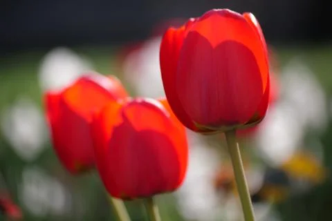 Red tulips Stock Photos